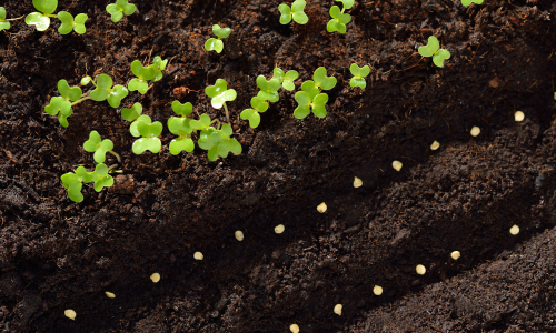 Seeds in a row of dirt