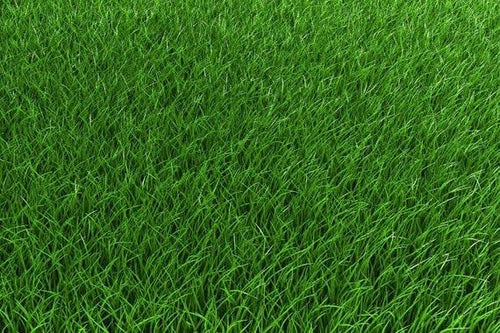 Athen's Seed	Creeping Red Fescue Turf
